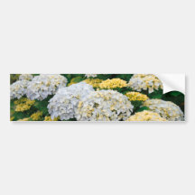 Hydrangeas Bumper Stickers