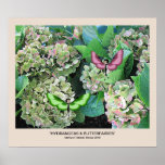 "HYDRANGEAS & BUTTERFAIRIES" POSTER