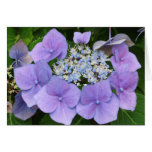 Hydrangeas Card