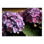 Hydrangeas cards