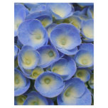 Hydrangeas Custom Flyer