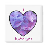 Hydrangeas Magnet
