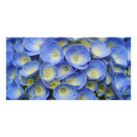 Hydrangeas photo cards