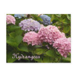 Hydrangeas