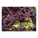 Hydroponic lettuce leaves greeting cards