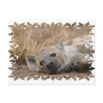 Hyena Picture Postcard