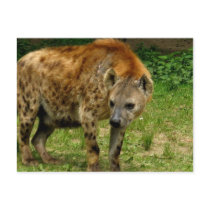 Hyena Prowl Postcard