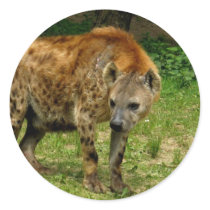 Hyena Prowl Stickers