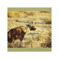 Hyenas brown Kruger National Park Africa