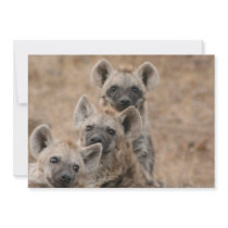 Hyenas Invitation