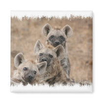 Hyenas Square Magnet