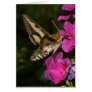 Hyles gallii card