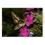 Hyles gallii greeting card