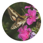 Hyles gallii round stickers