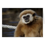 Hylobates lar cards