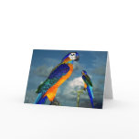 HYPER PARROTS / BLUE ARA cards