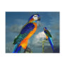 HYPER PARROTS / BLUE ARA POSTCARDS