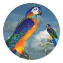 HYPER PARROTS / BLUE ARA stickers