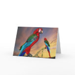 HYPER PARROTS / RED ARA cards