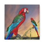 HYPER PARROTS / RED ARA magnets