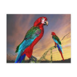 HYPER PARROTS / RED ARA postcards