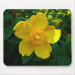 Hypericum Hidcote (St. John's Wort) mousepads