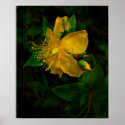 Hypernium-Flowers of the Mind posters