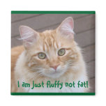 I am just fluffy not fat! Cat magnet