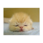 i am so sleepy baby! postcards