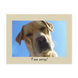 I am sorry - Cute Yellow Labrador portrait Post Card