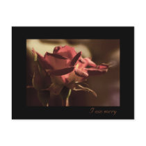 I am sorry - red rose