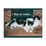 "I feel at home with you" cats postcard