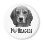 I Heart Beagles with Beagle Portrait Magnet