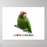 I "Heart" Conures posters