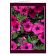 I Just Love Petunias Greeting Cards