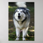 I Love Alaskan Malamutes Poster