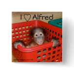 I love Alfred the orangutan baby