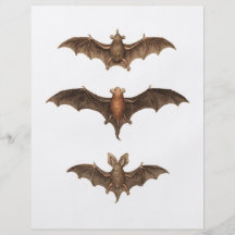 I love bats personalized flyer