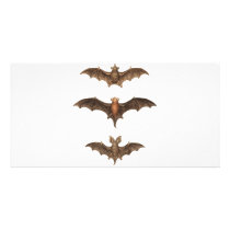 I love bats photo greeting card