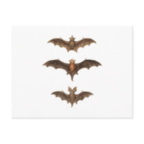 I love bats postcards