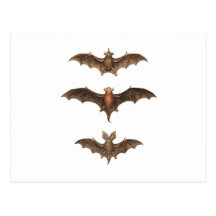 I love bats postcards