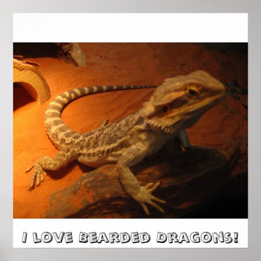 I love Bearded Dragons! Poster Zazzle
