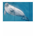 I love Beluga whales t-shirts