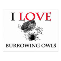 I Love Burrowing Owls Post Cards