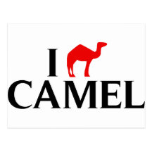 I Love Camels Post Card