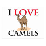 I Love Camels Postcard