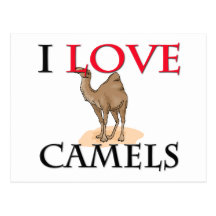 I Love Camels Postcard