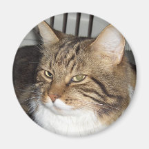 I love cats magnets
