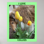 I LOVE COLLIES POSTER