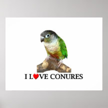 I love conures print